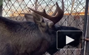 В Ленинградском зоопарке рассказали, зачем олень носит рога