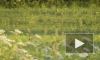 В Сети опубликовали видео охоты лисицы на зайца в Ленобласти