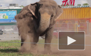 Слоны-трезвенники развлекают петербуржцев в Купчино