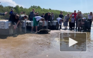 В Финский залив вернулись пять серых тюленят