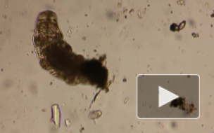 Ученые нашли животное, способное пережить апокалипсис