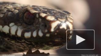 Видео: в Петербурге проснулись гадюки