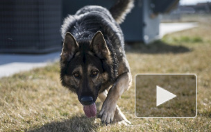В Колпино эвакуировали детский сад из-за бомбы