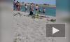 Видео: В Казахстане отдыхающие забили на пляже тюленя 