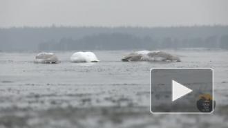 В Ленобласти заметили оставшихся в суровые морозы лебедей-кликунов