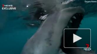 В Австралии акула-людоед атаковала рыбацкую лодку