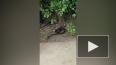 В Индии мангуст в прыжке сорвал змею с дерева