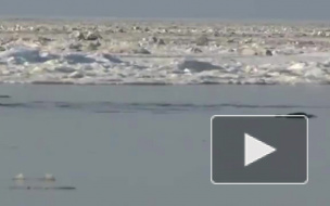 В Крыму во льдах застряли до 100 дельфинов