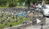 На проспекте Славы голуби оккупировали пешеходную дорожку и часть двора