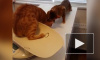 Забавное видео: кот спасает друга из лап ветеринара