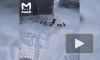 В Якутске ловят безнадзорных собак, напавших на женщину