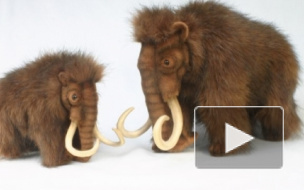 Ученые получили возможность клонировать мамонта