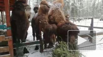 В ленинградском контактном зоопарке верблюды "утилизируют" новогодние елки