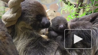 Детеныш двупалых ленивцев родился в Ленинградском зоопарке