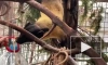 Видео: харза Катрина из Ленинградского зоопарка борется за сладкое