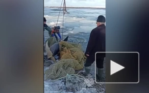 На Камчатке спасли выброшенную на берег косатку