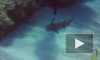 Видео: дайвер спас акулу, вытащив нож из ее головы
