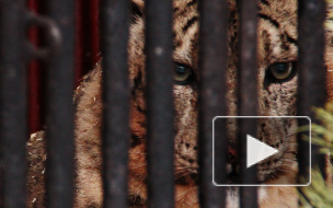 Хищников Ленинградского зоопарка кормят животными из Красной книги