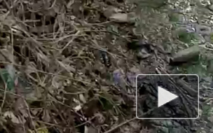 Мертвый мужчина в трусах напугал прохожих в садоводстве в Ленобласти