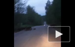 Видео: в Лужском районе заметили семейство кабанов