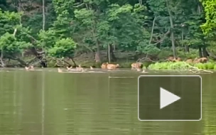 В приморском нацпарке сняли на видео купание стада пятнистых оленей