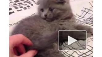 кошак