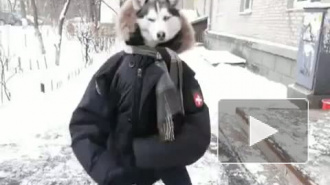 Человек-хаски