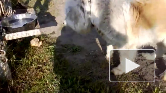 В Сети искали хозяев для собак, охранявших объекты "Водоканала"