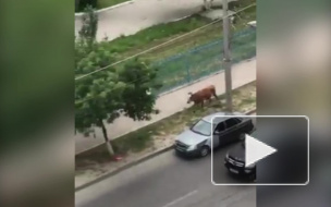 Видео из Махачкалы: Полиция открыла огонь по бешеной корове