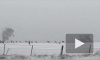 Кенгуру устроили бега по заснеженным полям Австралии: видео