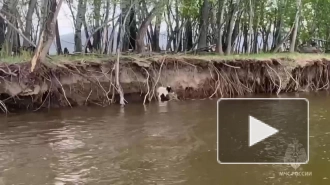 Сотрудники МЧС Тувы спасли ягненка из реки