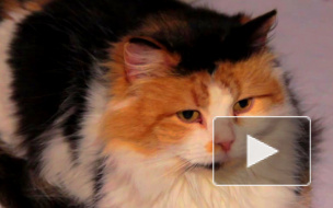 В "Республике кошек" раздали эрмитажных котов предъявителям паспорта и переноски