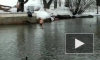 Голый морж из Кирова искупался в пруду вместе с утками