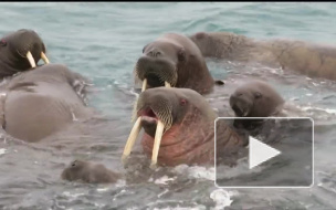 Россияне в Арктике сыграли на гармошке вальс для моржей (видео)
