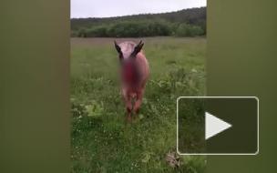 Медведь растерзал морду телке на Сахалине