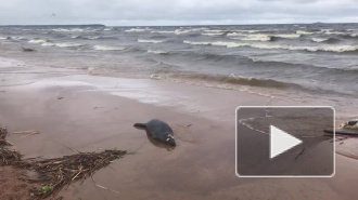 В Курортном районе стали замечать мертвых тюленей на берегу