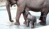 В Московском зоопарке прибавление: Родился слоненок весом 90 кг