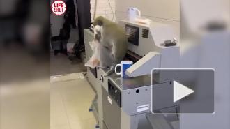 Гуляющая по российскому торговому центру обезьяна попала на видео