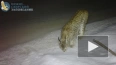 Енотовидная собака и рысь попали на видео в Нижне-Свирском ...