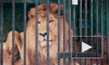 В Ленинградском зоопарке впервые за 20 лет родились мимимишные львята