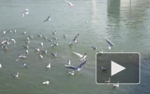 Смешное видео: чайки-серфингисты покорили волны Черного моря
