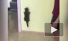 Забавное видео: котенок пробежался по стене