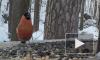 В Выборге на видео сняли красногрудых снегирей и сойку