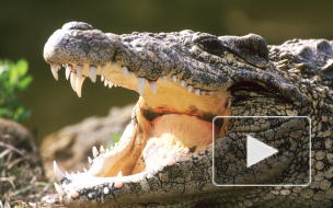 Нильского крокодила назвали Геной Гражданским и отправят на карантин в экзотариум