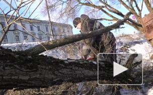 В Выборге продолжают омолаживание деревьев