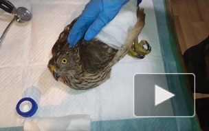 Подстреленного в Петербурге ястреба удалось спасти