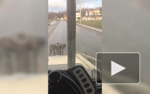 В ДТП на Санкт-Петербургском шоссе скончались два человека