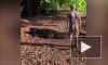 Турист из Дании оседлал пятиметрового австралийского крокодила 
