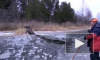 Швеция: Чудесное спасения лося из ледового плена сняли на видео