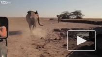 Видео: спасение африканского слоненка в Кении